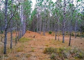 Starkey Wilderness Preserve — Serenova Tract
