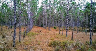 Starkey Wilderness Preserve — Serenova Tract