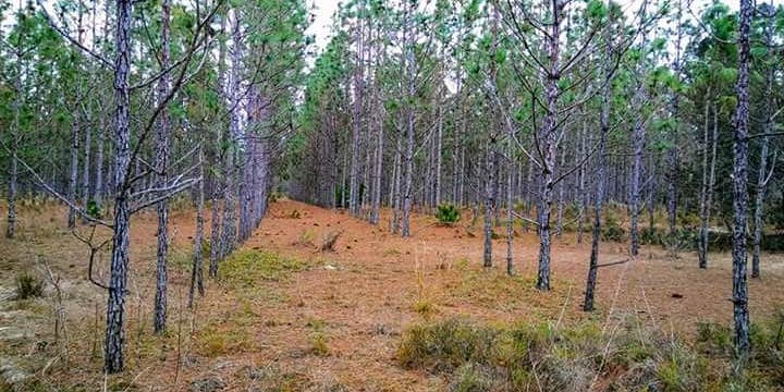 Camper submitted image from Starkey Wilderness Preserve — Serenova Tract