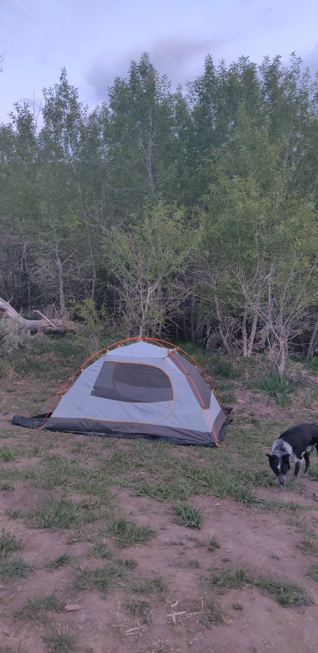 Caroline L.'s photo of camping with pets at Water Canyon Recreation Area near Paradise Valley, NV