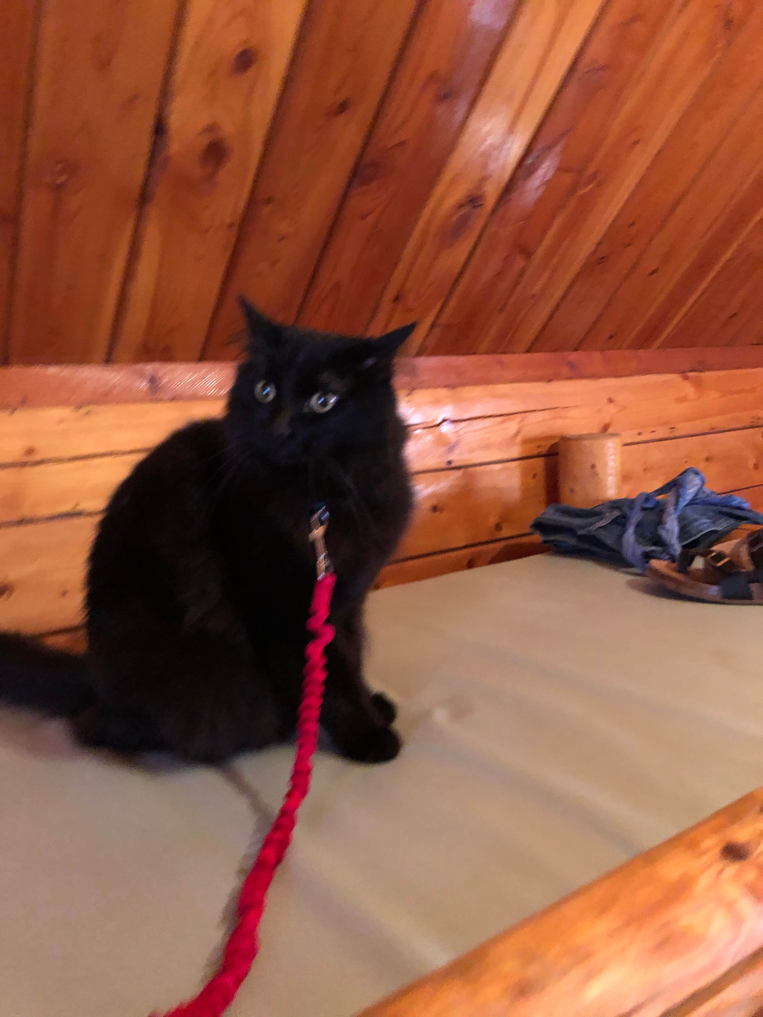 Katherine E.'s photo of camping with pets at Brigham City-Perry South KOA near Logan, UT