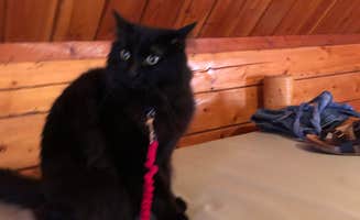 Katherine E.'s photo of camping with pets at Brigham City-Perry South KOA near Hooper, UT