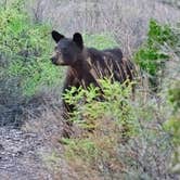 Review photo of Chisos Basin Campground — Big Bend National Park by Brian F., June 8, 2021