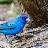 Review photo of South Llano River State Park Campground by Brian F., June 8, 2021