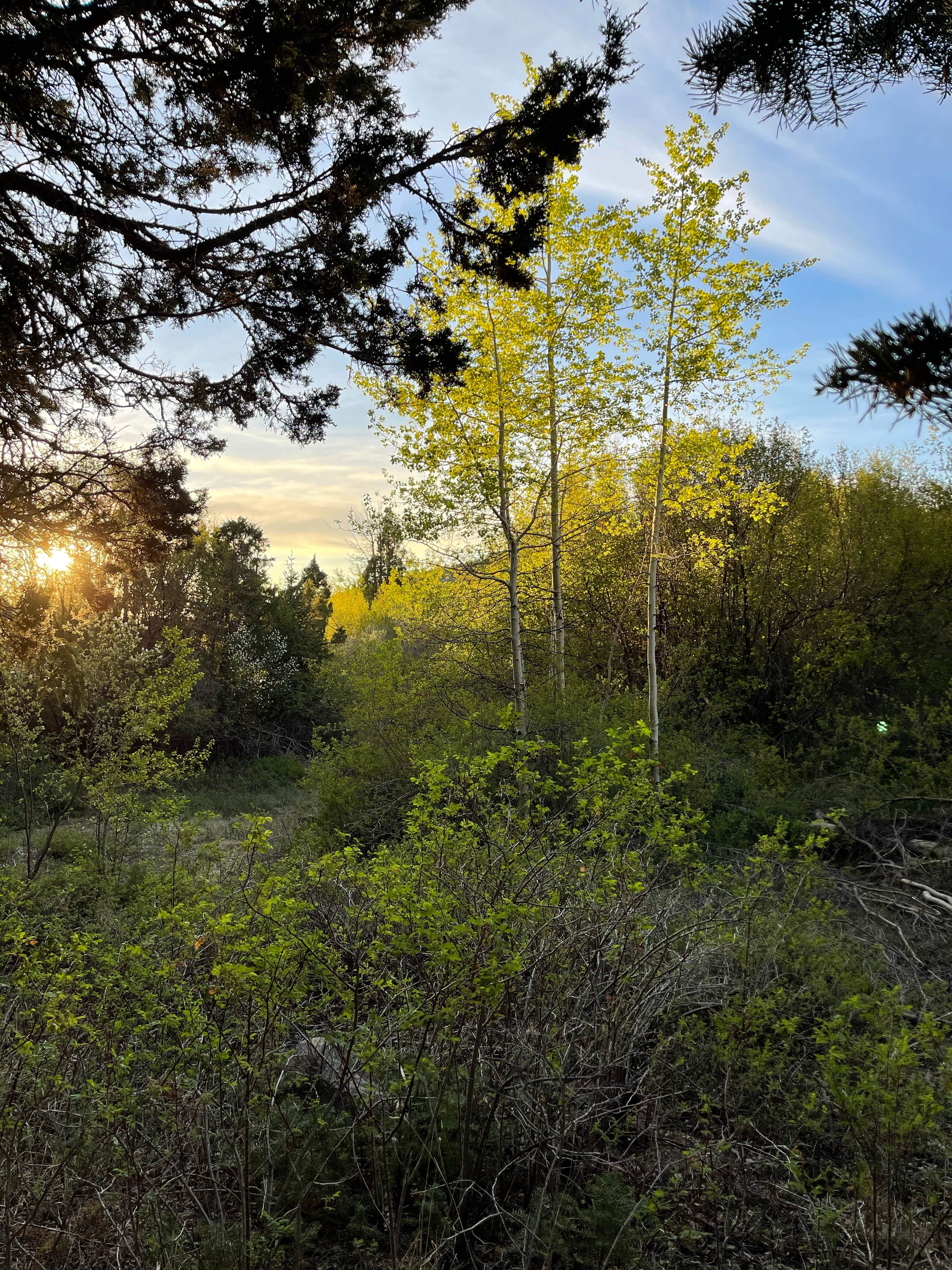 Camper-submitted photo at Bird Creek Campground near Ely, NV