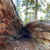 Review photo of Sunset Campground — Kings Canyon National Park by Michael D., June 8, 2021