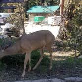 Review photo of Lodgepole Campground — Sequoia National Park by Jorge C., June 8, 2018