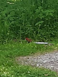 Camping near Windmill Ridge Campground: Hills Access Campground, Riverside, Iowa