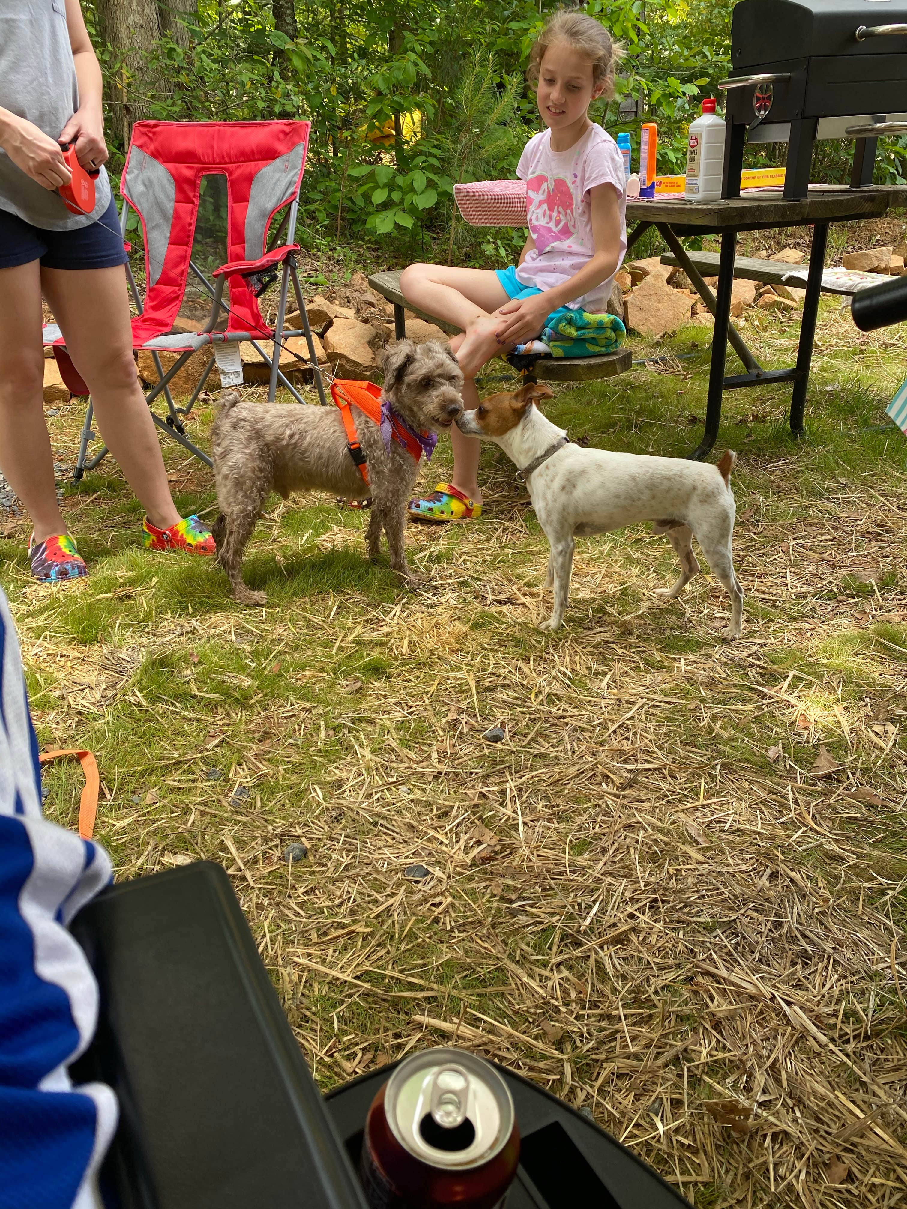 Josh Q.'s photo of camping with pets at Steele Creek Campground near Hillsborough, NC