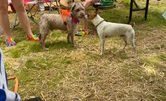 Josh Q.'s photo of camping with pets at Steele Creek Campground in North Carolina