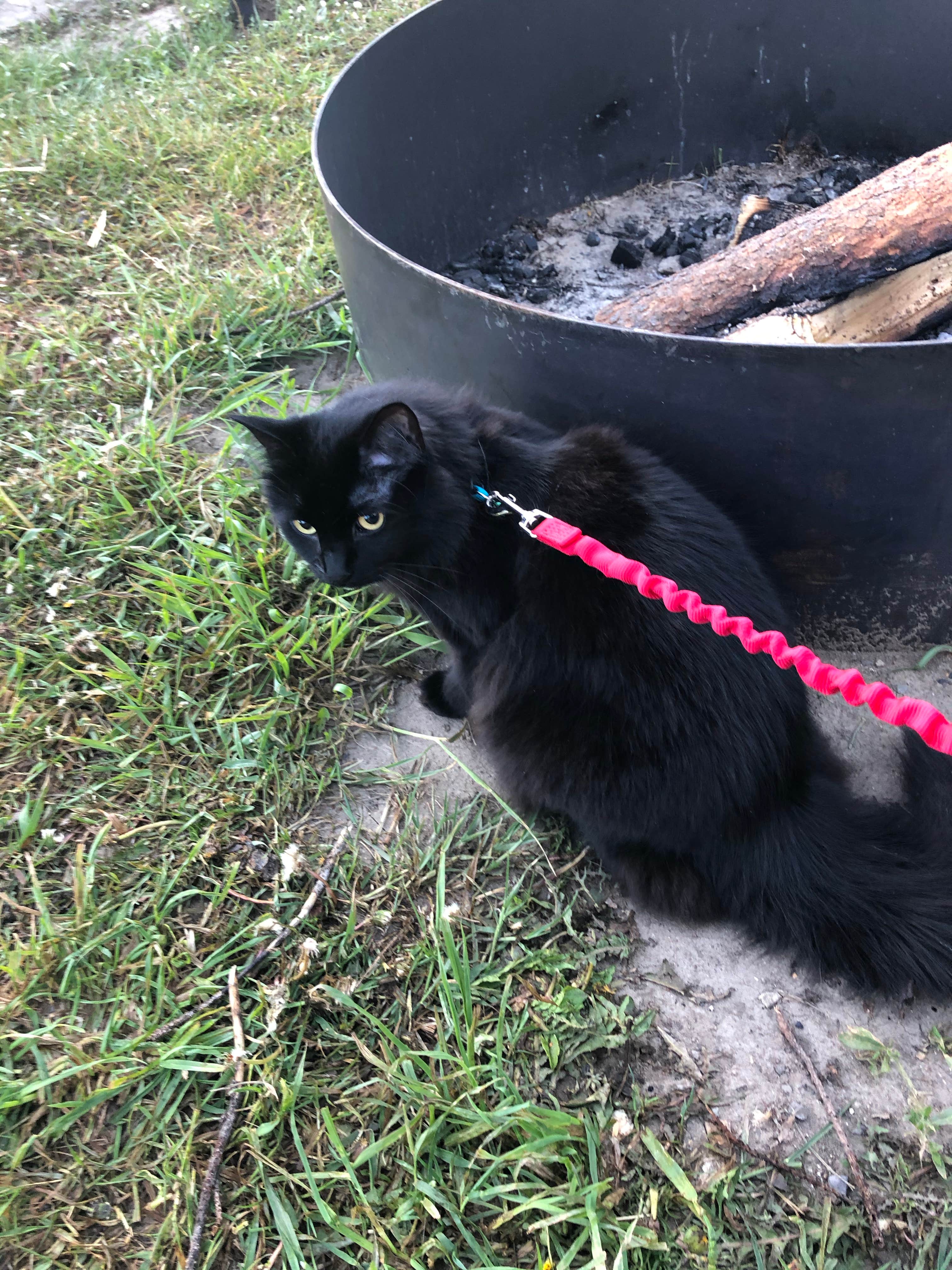 Katherine E.'s photo of camping with pets at LaDuke Spring Campground near Yellowstone National Park