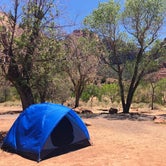 Review photo of South Campground — Zion National Park by Alison W., June 8, 2021
