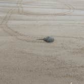 Review photo of Cape Henlopen State Park Campground by Heather  S., June 8, 2021