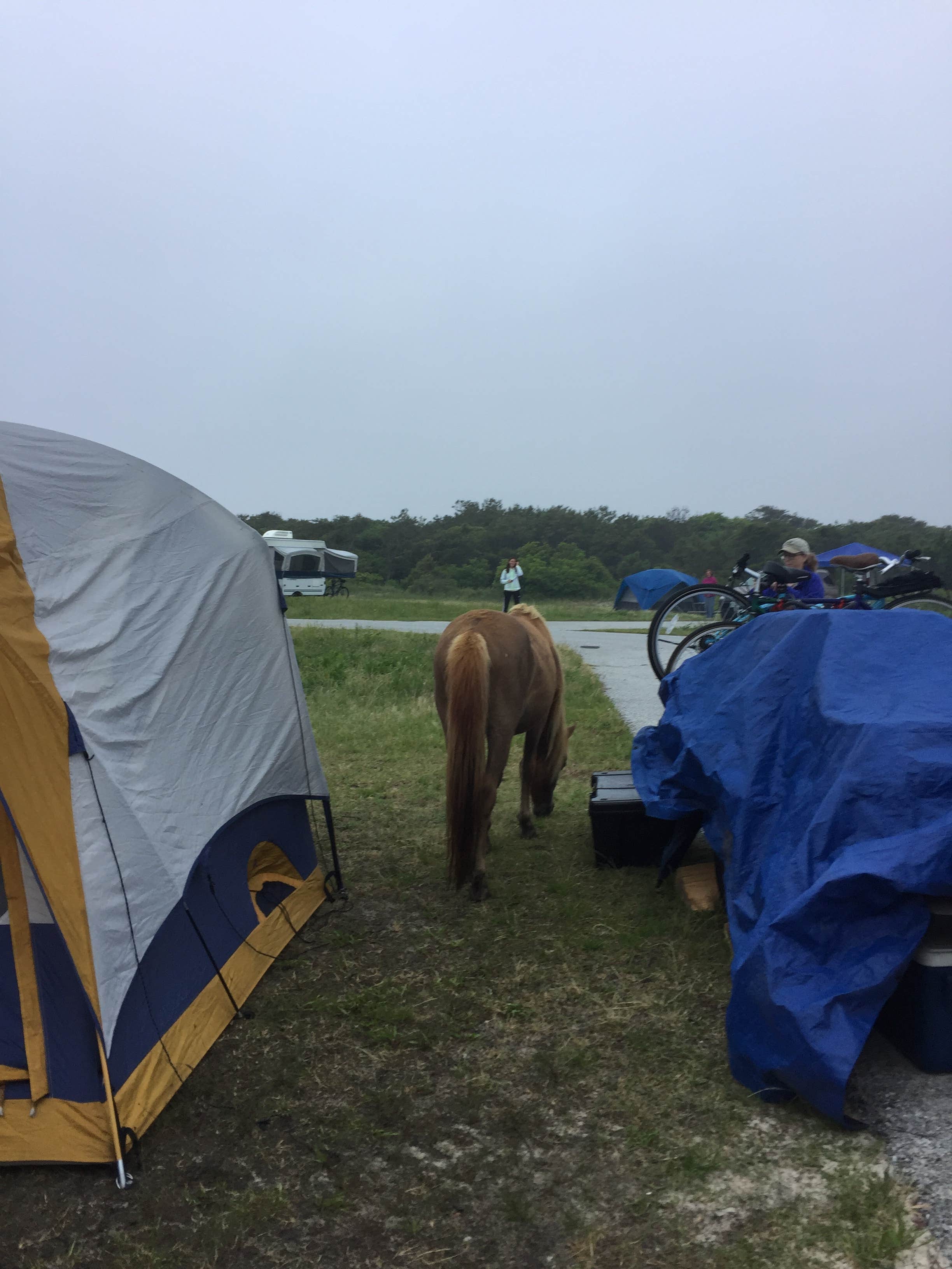 Erin W.'s photo at Assateague State Park Campground near Ocean Pines, MD