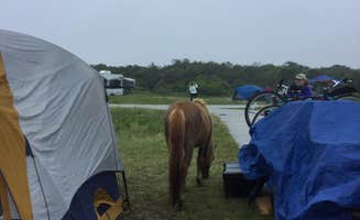 Erin W.'s photo at Assateague State Park Campground near Berlin, MD