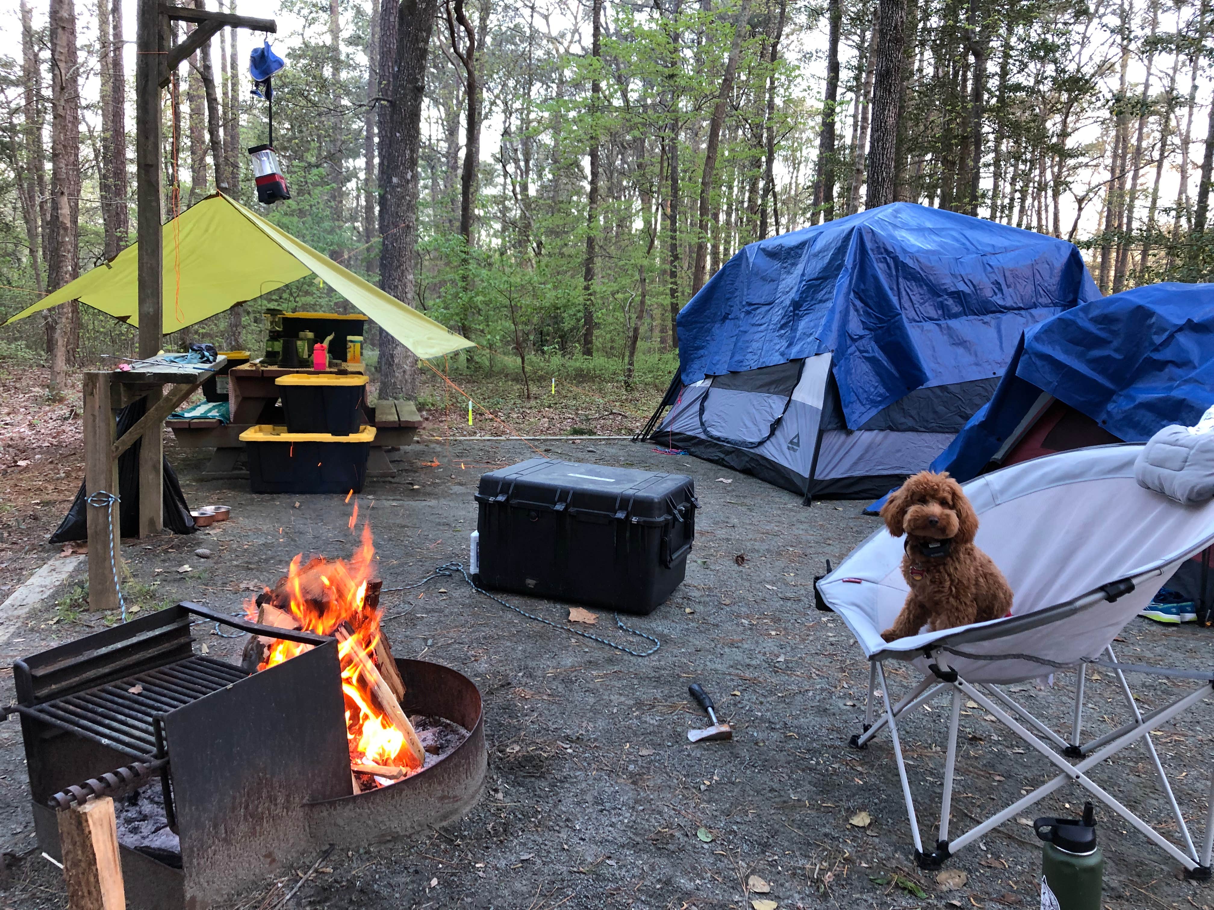 Erin W.'s photo of camping with pets at Pocomoke River State Park Campground near Pocomoke City, MD
