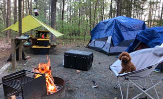 Erin W.'s photo of camping with pets at Pocomoke River State Park Campground near Salisbury, MD