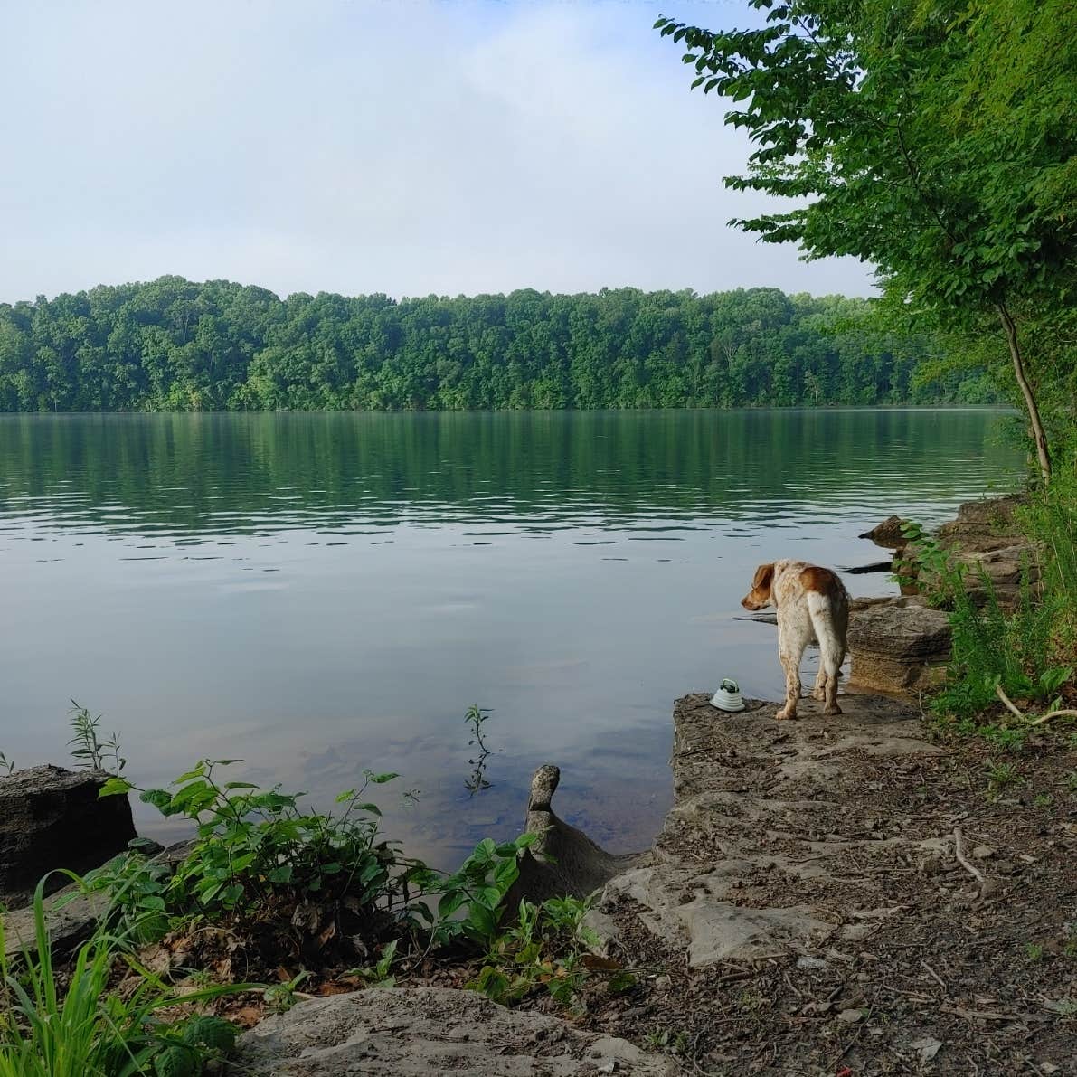 Camper submitted image from TVA Public Land- Fork Bend - 4