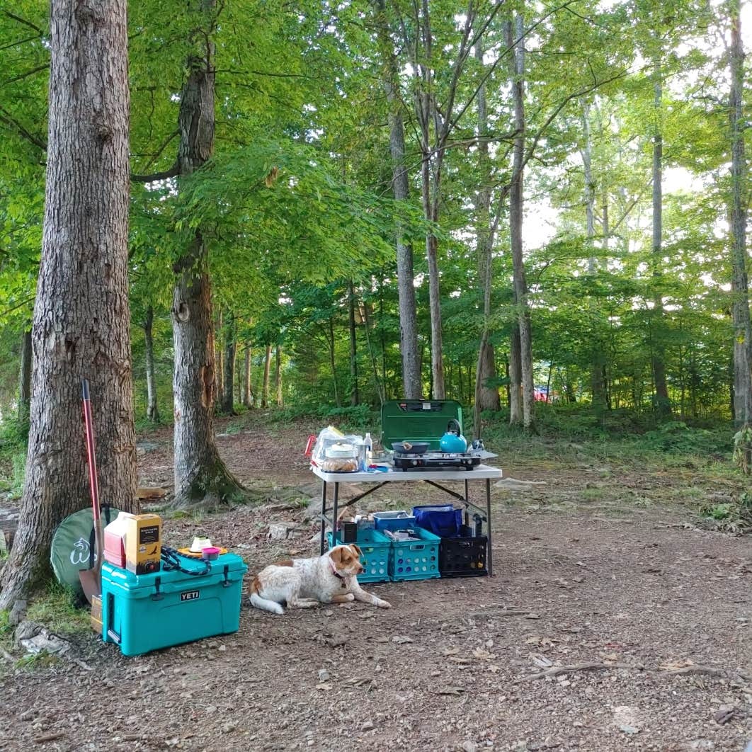 Sarah N.'s photo at TVA Public Land- Fork Bend near Lake City, TN