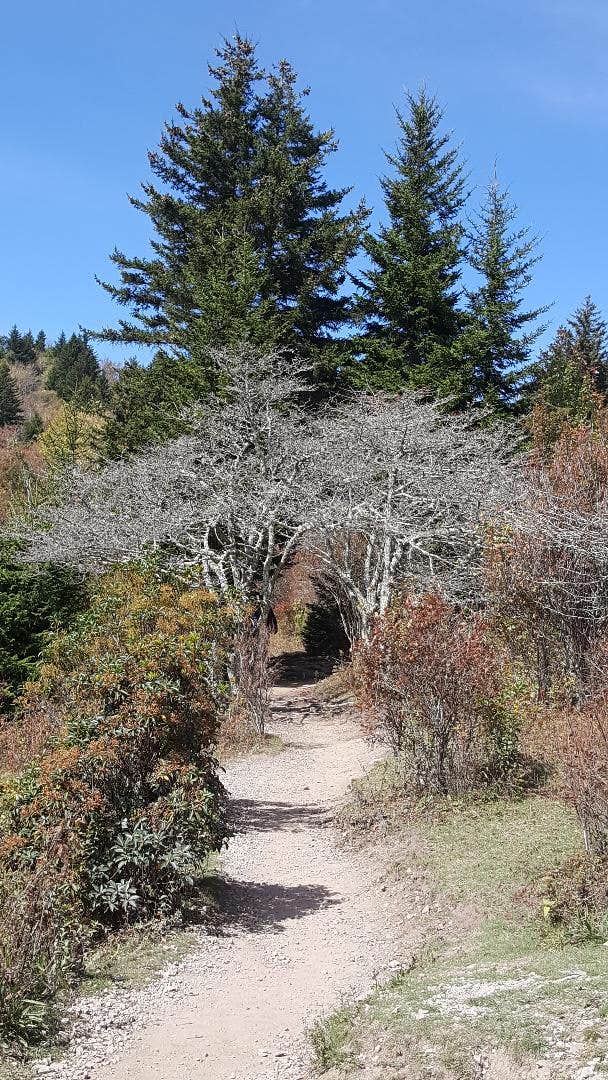 Camper submitted image from Hickory Ridge Campground — Grayson Highlands State Park - 3