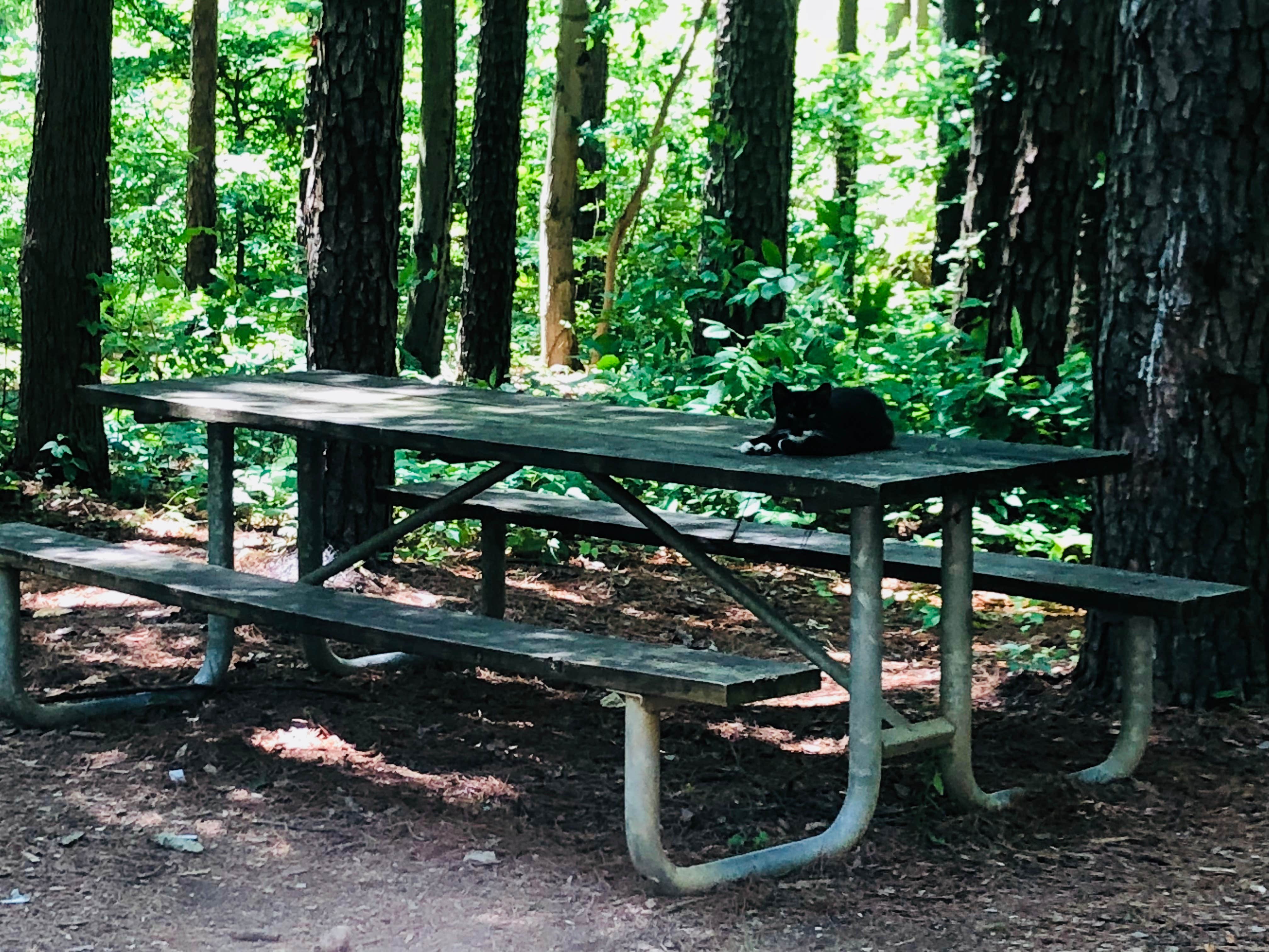Camper submitted image from Saddle Lake Campground — Hoosier National Forest - 3
