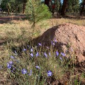 Review photo of Quaking Aspen Campground by Tommy B., June 8, 2021