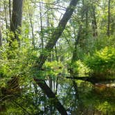 Review photo of White Lake State Park Campground by Rebecca T., June 8, 2021