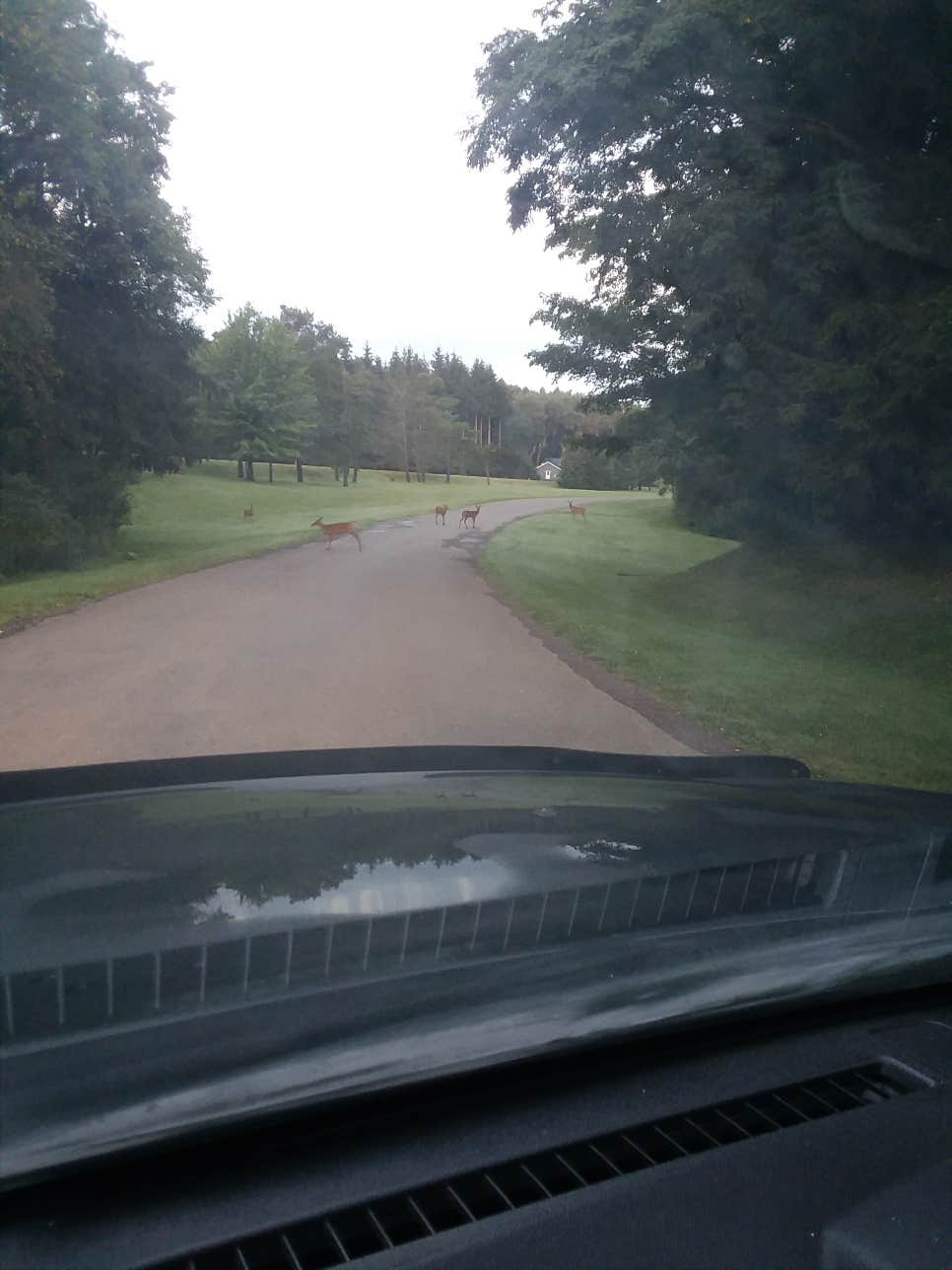 Camper-submitted photo at Sprague Brook Park near North Collins, NY