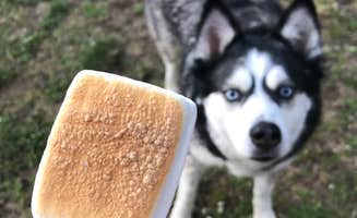 Taylor S.'s photo of camping with pets at Baker Bay Campgrounds & Marina - a Lane County Park near Springfield, OR