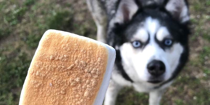 Camper submitted image from Baker Bay Campgrounds & Marina - a Lane County Park