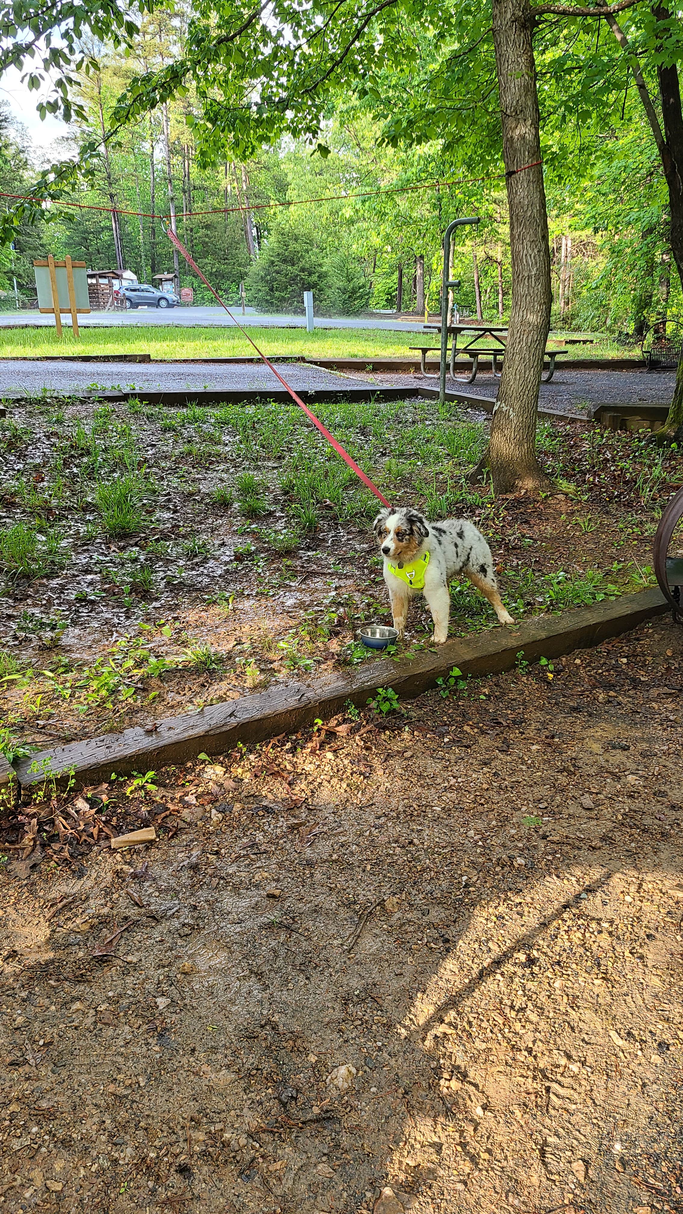 Jacob S.'s photo of camping with pets at Holliday Lake State Park Campground near Farmville, VA