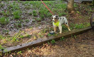 Jacob S.'s photo of camping with pets at Holliday Lake State Park Campground in Virginia