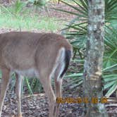 Review photo of Manatee Springs State Park Campground by Jeannie B., July 15, 2016