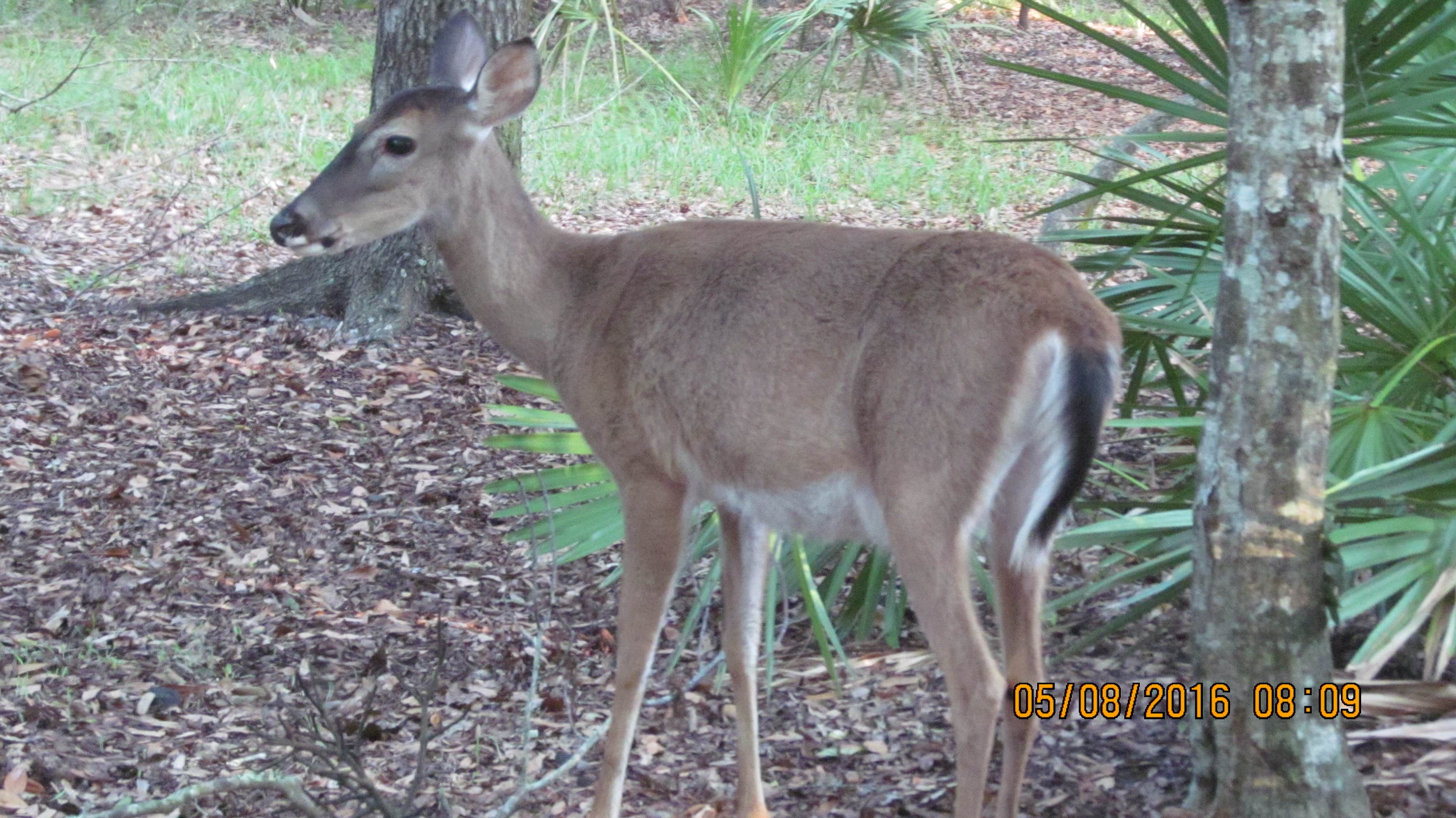 Camper submitted image from Manatee Springs State Park Campground - 4