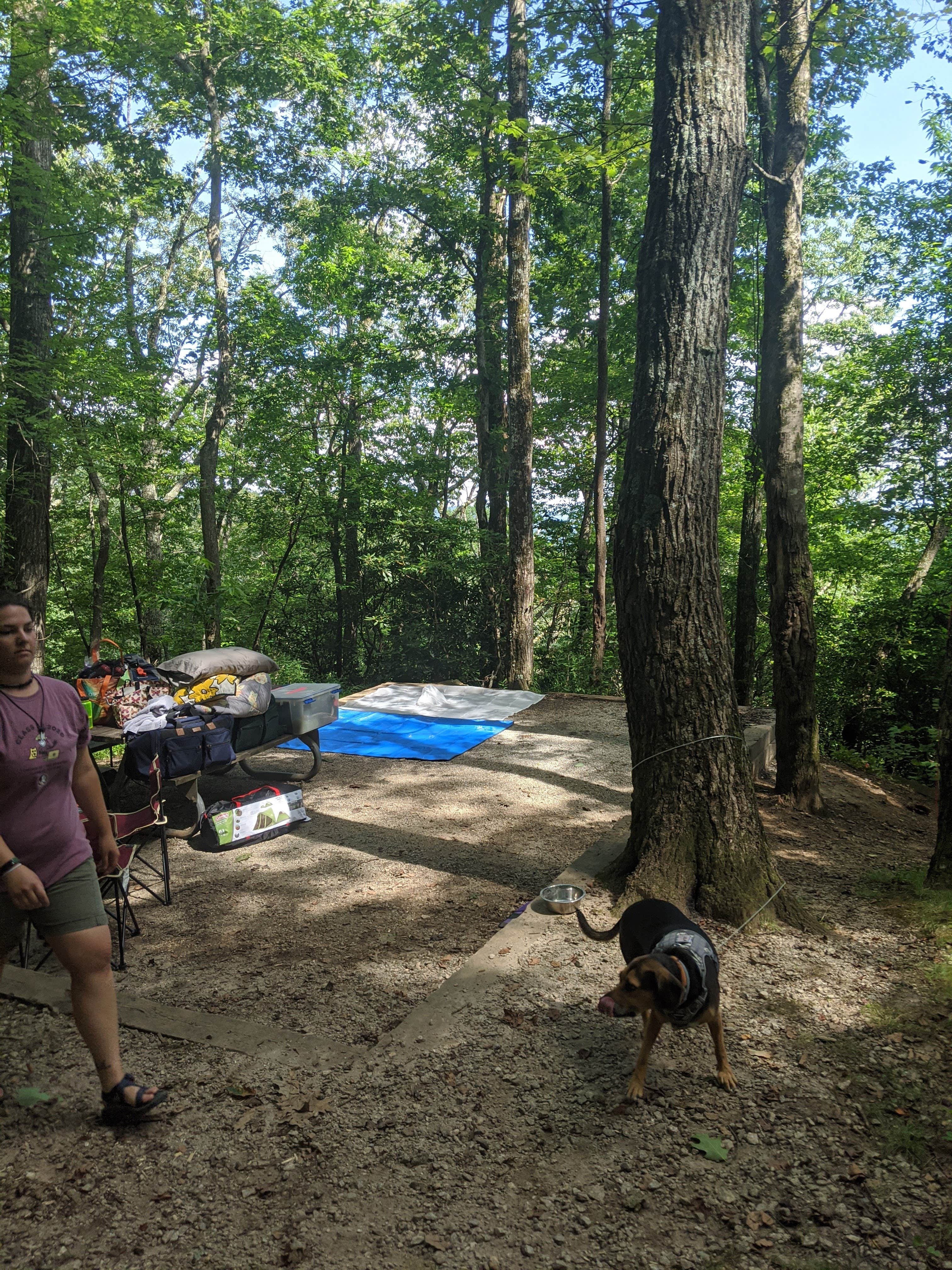 Nicole Z.'s photo of camping with pets at Black Rock Mountain State Park Campground near Baldwin, GA