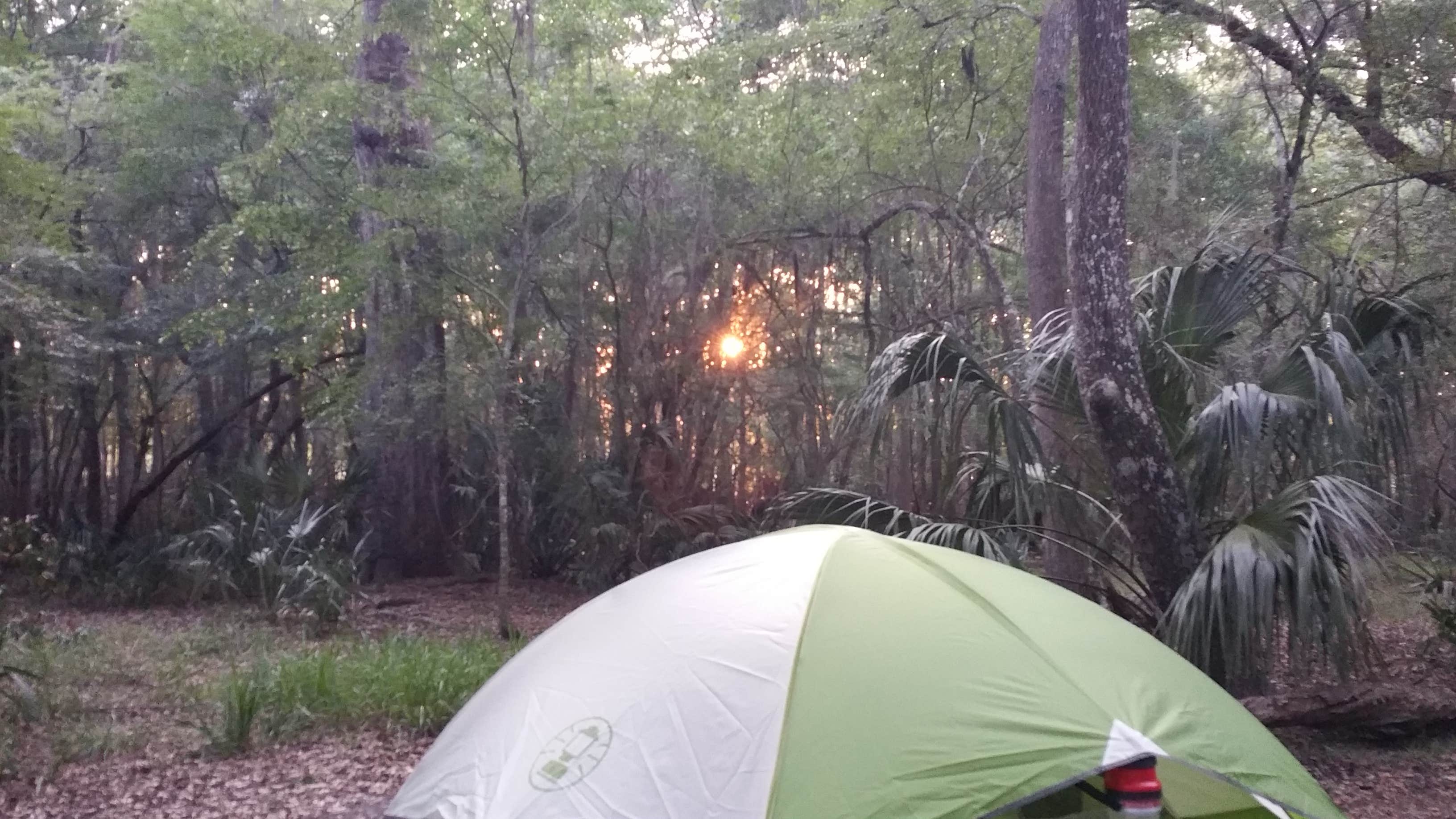 Camper submitted image from Manatee Springs State Park Campground - 3