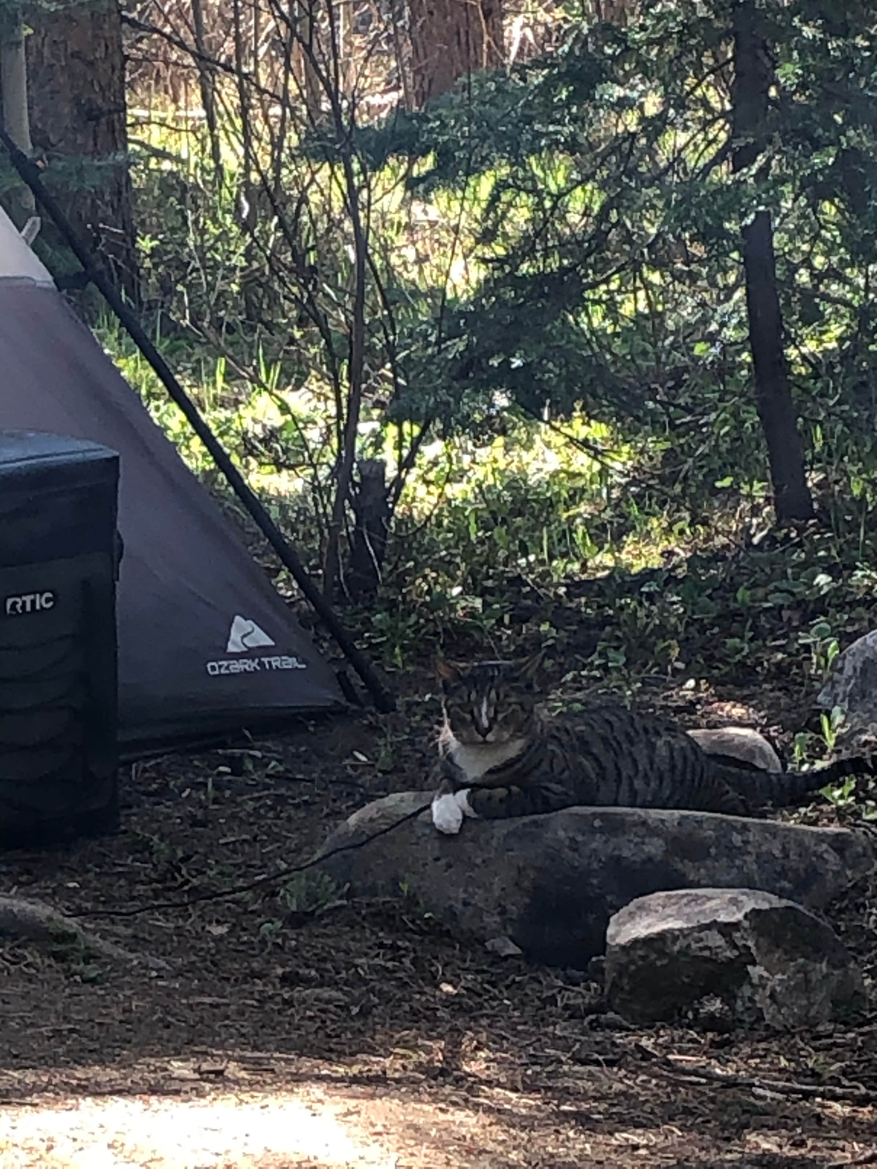 Craig J.'s photo of camping with pets at Fall River Campground near La Pine, OR