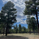 Review photo of Coconino Rim Road Dispersed Camping by Ray & Terri F., June 9, 2021