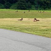 Review photo of Elk Prairie Campground — Prairie Creek Redwoods State Park by Susan R., May 27, 2021