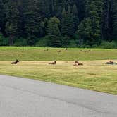 Review photo of Elk Prairie Campground — Prairie Creek Redwoods State Park by Susan R., May 27, 2021