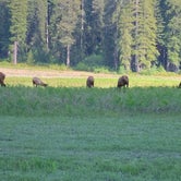 Review photo of Elk Prairie Campground — Prairie Creek Redwoods State Park by Susan R., May 27, 2021