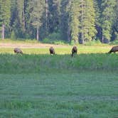 Review photo of Elk Prairie Campground — Prairie Creek Redwoods State Park by Susan R., May 27, 2021