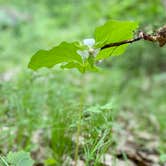 Review photo of Kohler-Andrae State Park by Erin , June 9, 2021