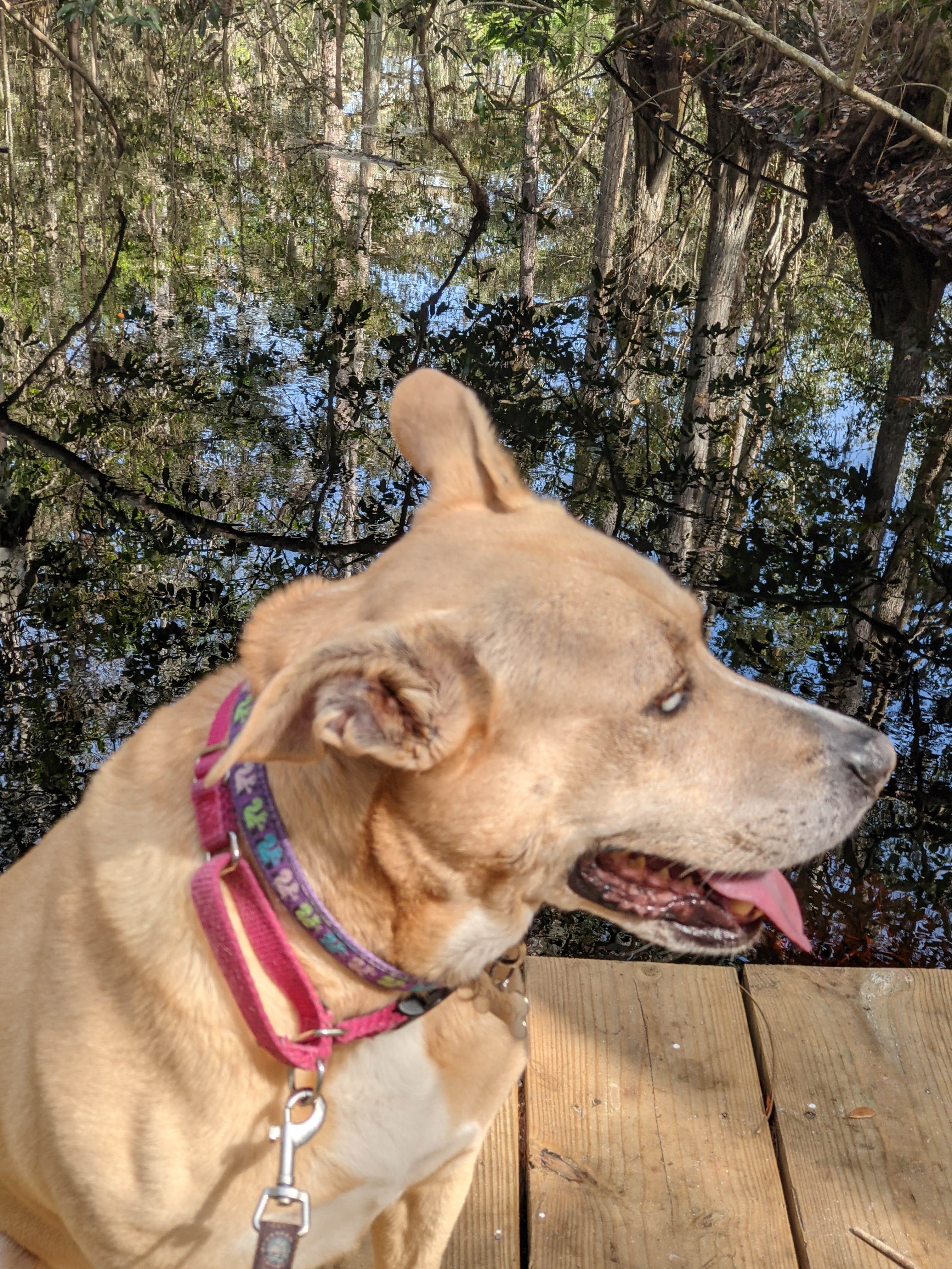 Kelly D.'s photo of camping with pets at Lake Louisa State Park Campground near Poinciana, FL