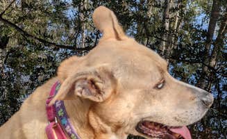Kelly D.'s photo of camping with pets at Lake Louisa State Park Campground near Windermere, FL