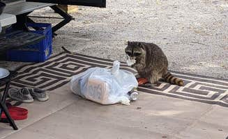 Kelly D.'s photo of camping with pets at Fort De Soto Campground near Longboat Key, FL