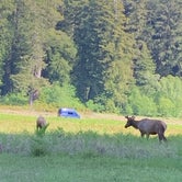 Review photo of Elk Prairie Campground — Prairie Creek Redwoods State Park by Susan R., May 27, 2021
