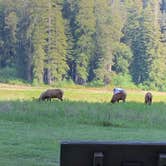 Review photo of Elk Prairie Campground — Prairie Creek Redwoods State Park by Susan R., May 27, 2021