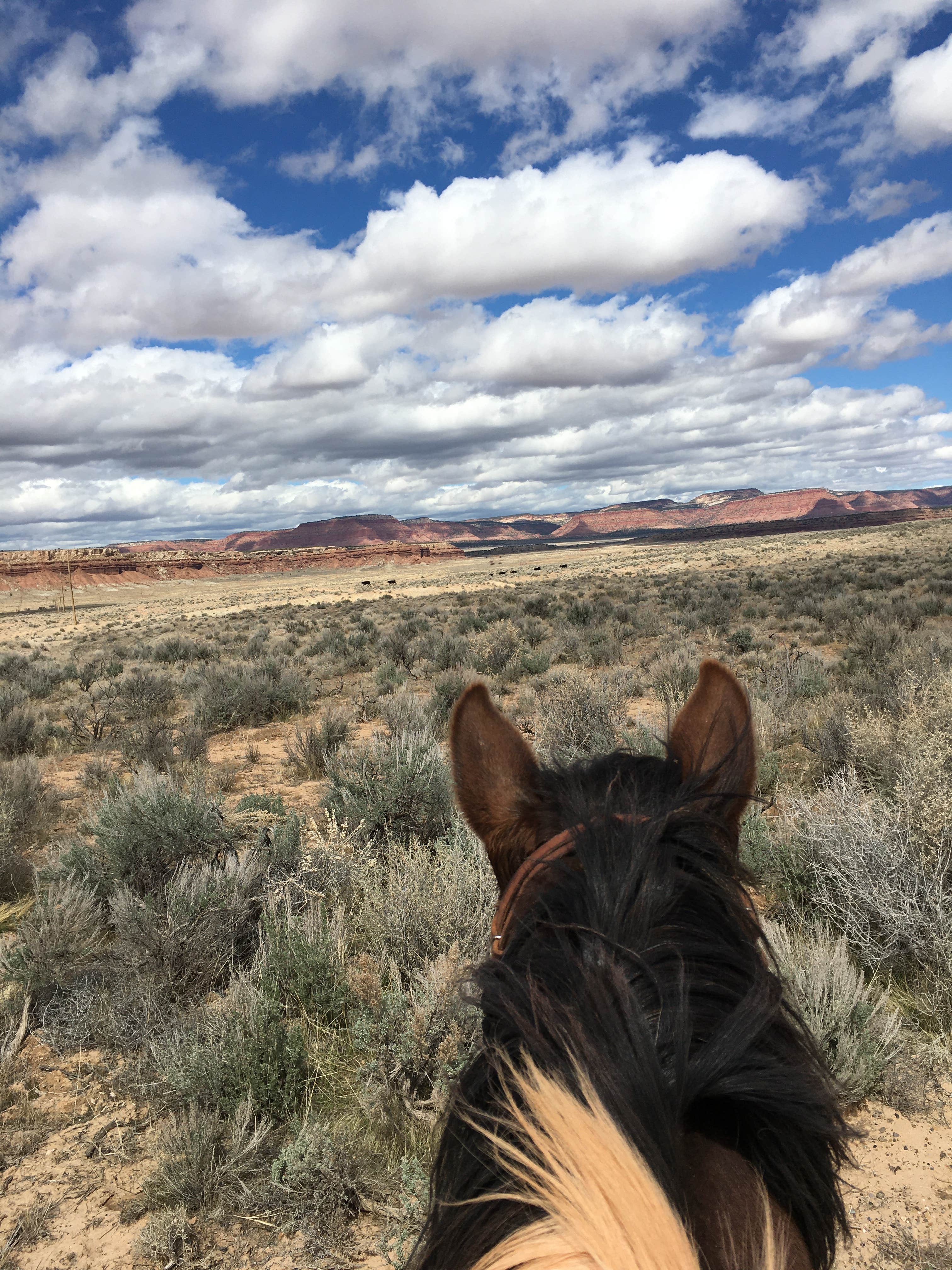 Marci's photo of camping with a horse at Ethel's Hideout RV park and Campground: Kanab near Jacob Lake, AZ