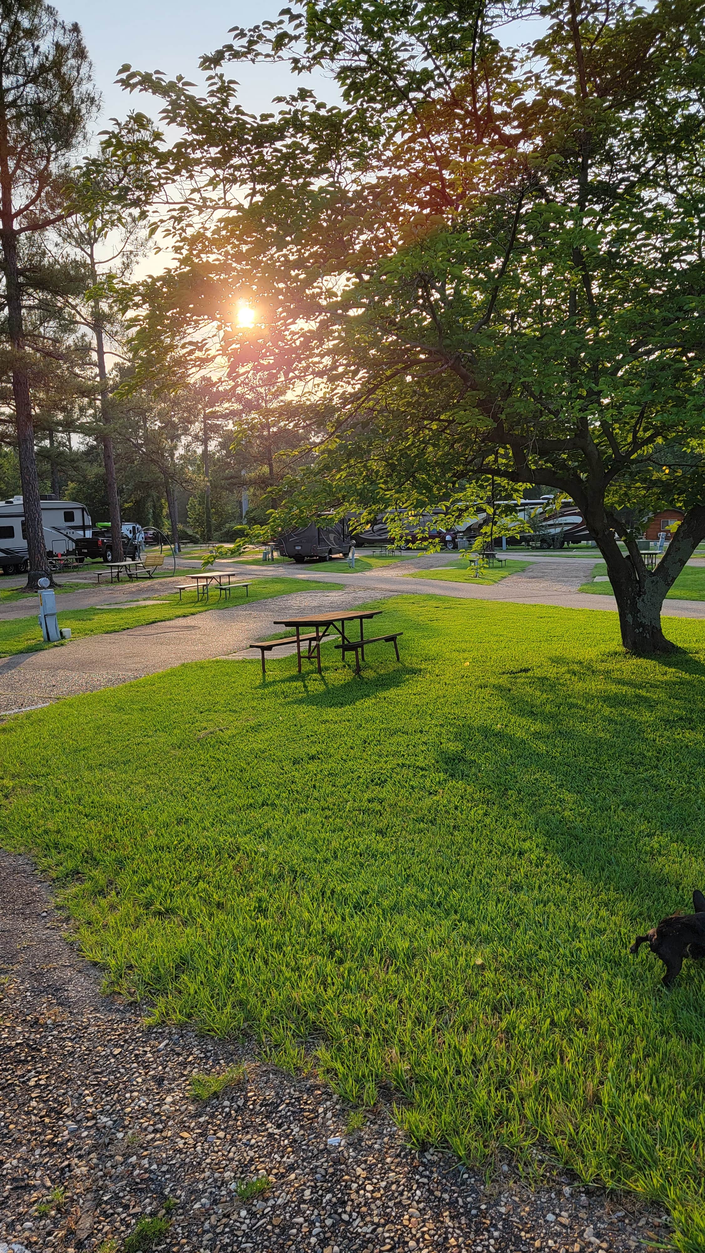 Lori P.'s photo of camping with pets at Texarkana KOA near Nashville, AR